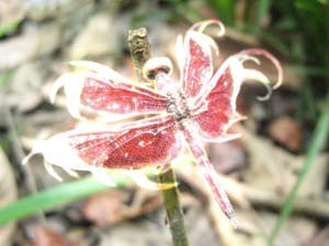 Photography_18