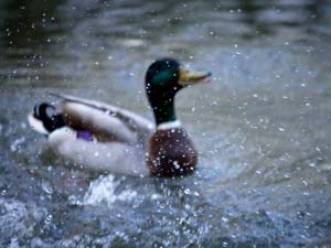 Photography_34