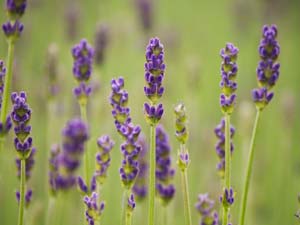 Photography_39